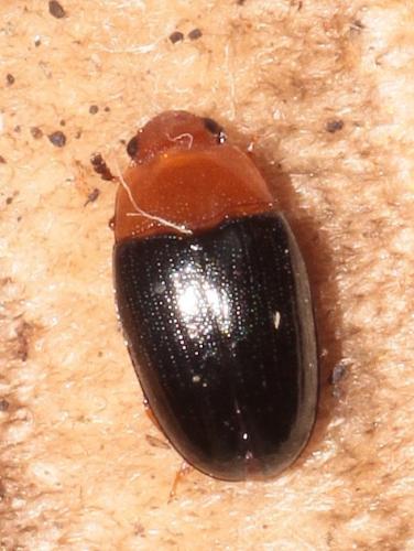Triplax rufipes